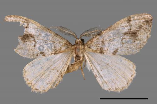 <已分類>Family：Geometridae[尺蠖蛾科][00055680]