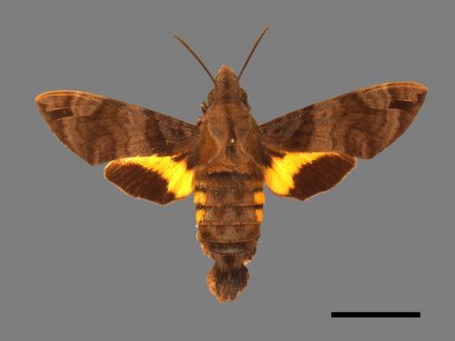 Macroglossum pyrrhosticta[黃斑長喙天蛾][00016545]