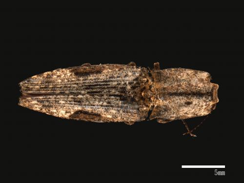 Cryptalaus larvatus[雙紋褐叩頭蟲][00043233]