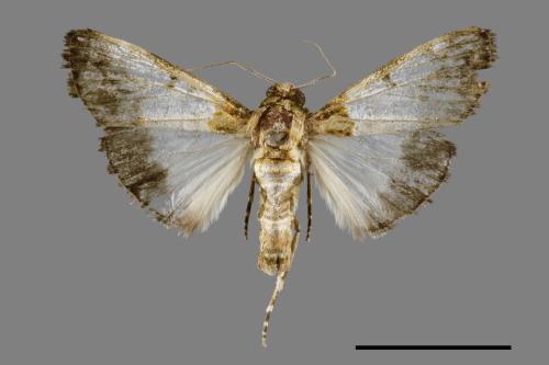 Teliphasa albifusa[00065524]