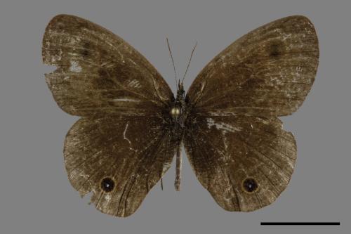 Ypthima multistriata[臺灣波紋蛇目蝶][00094525]