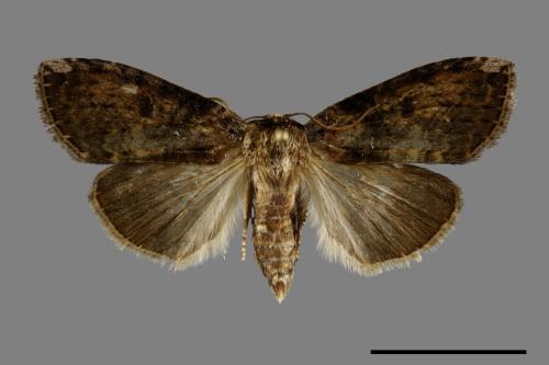 Horipsestis aenea[藹環波紋蛾][00092085]