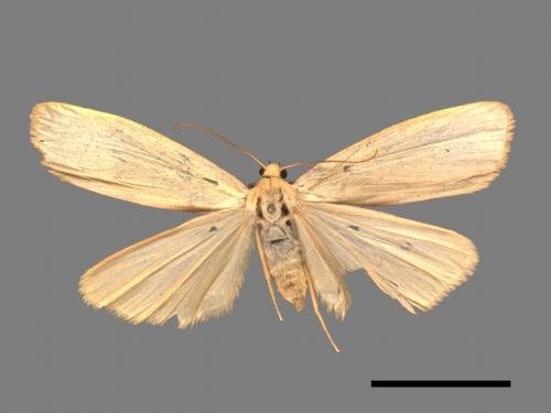 Eilema tecta tecta[銀灰土苔蛾][00018428]