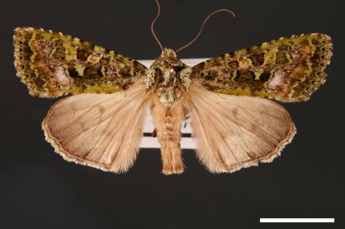 Euplexidia pallidivirens[00001919]