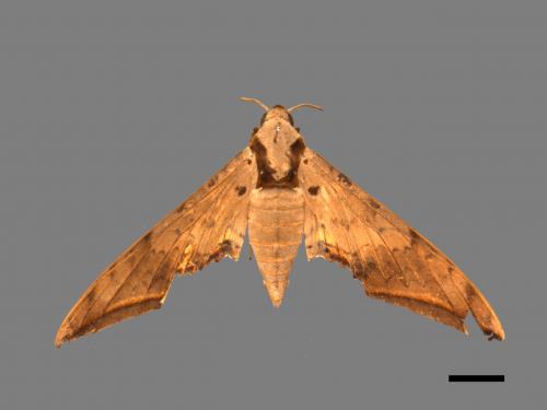 Ambulyx sericeipennis[臺灣鷹翅天蛾][00017426]