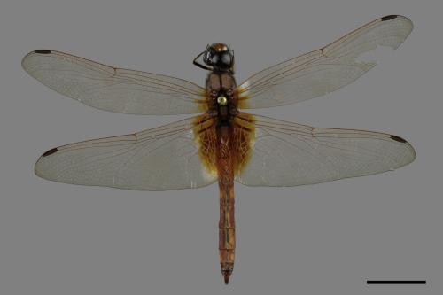 Trithemis aurora[紫紅蜻蜓][00090486]