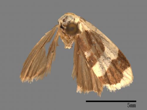 Garudinia simulana[大斑苔蛾][00025741]