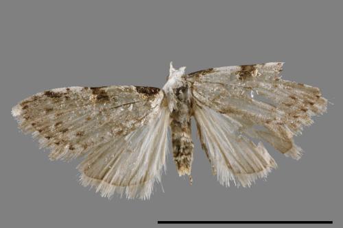 <已分類>Family：Noctuidae[夜蛾科][00011855]