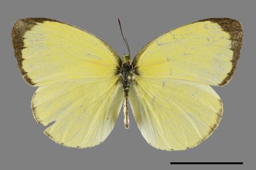 Eurema blanda arsakia[臺灣黃蝶][00094054]