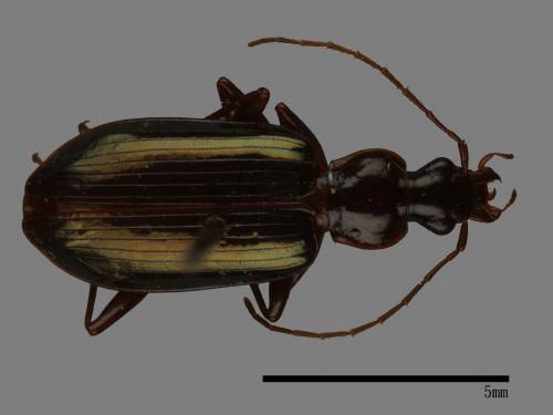 <已分類>Family：Carabidae[步行蟲科][00092686]