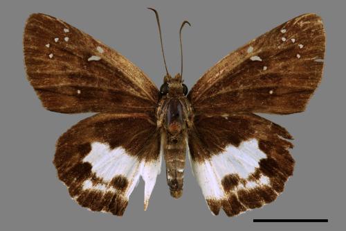 Tagiades cohaerens[白裙挵蝶][00013819]