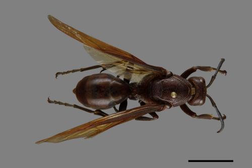 Polistes gigas[巨長腳蜂][00074385]