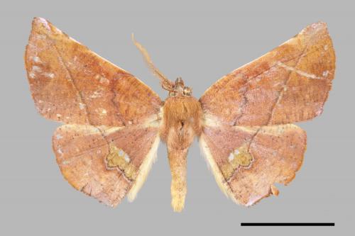 Garaeus apicata formosanus[後紋鈎角尺蛾][00051900]