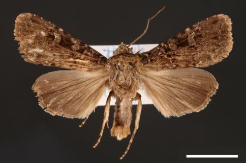 Apospasta rantaizanensis[巒大山夜蛾][00001196]