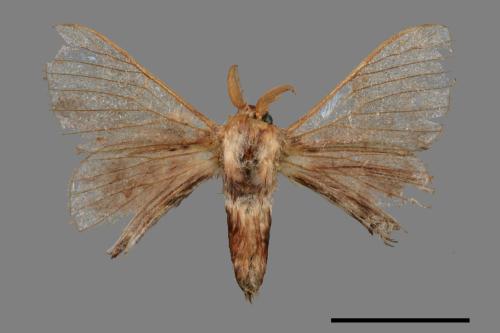 Triuncina brunnea[褐斑白蠶蛾][00053067]