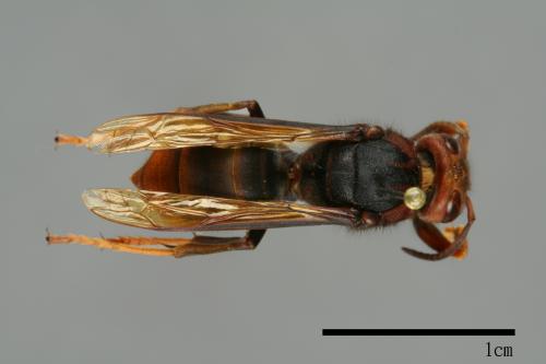Vespa velutina[黃腳虎頭蜂][00096193]