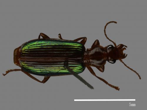 <已分類>Family：Carabidae[步行蟲科][00048337]