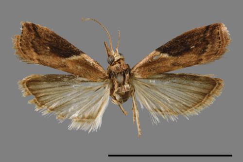 <已分類>Family：Pyralidae[螟蛾科][00024163]
