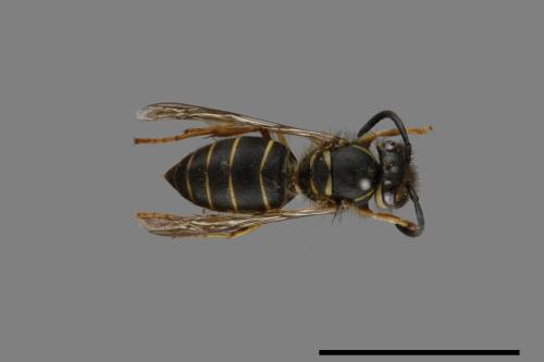 Vespula flaviceps[細黃胡蜂][00073291]