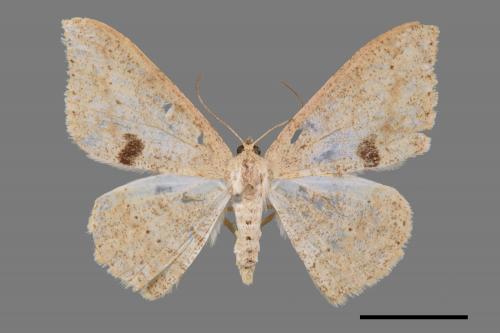 Luxiaria mitorrhaphes[雙斑鈎尺蛾][00058882]