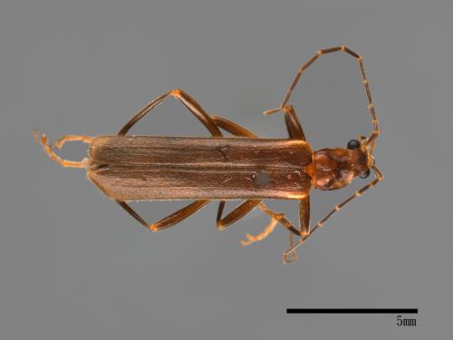 <已分類>Family：Cantharidae[菊虎科][00041234]
