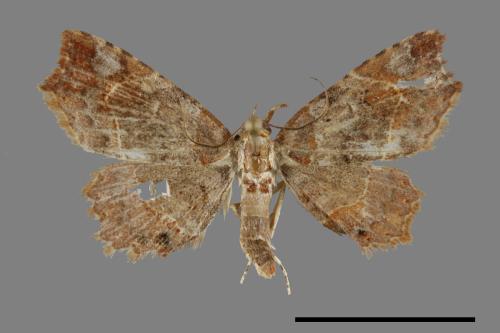 <已分類>Genus：Eutrogia[00070257]