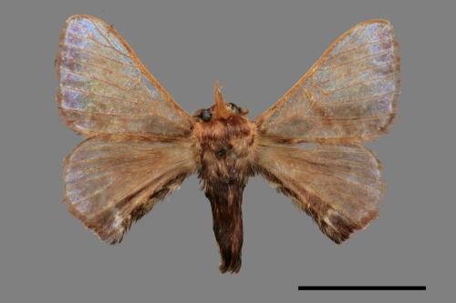 Triuncina brunnea[褐斑白蠶蛾][00053059]