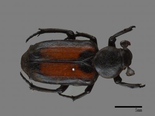 Clinterocera davidis nigra[大衛細花金龜][00081527]