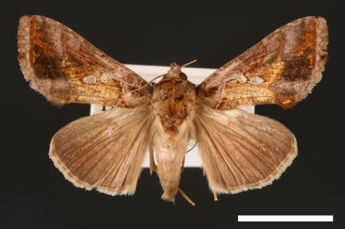 Chrysodeixis eriosoma[南方錁夜蛾][00003473]