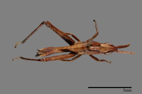 <已分類>Order：Orthoptera[直翅目][00026149]