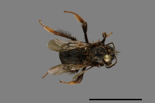 Bombus trifasciatus[威氏熊蜂][00072360]