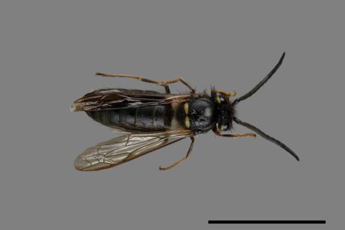 Vespula flaviceps[細黃胡蜂][00072974]