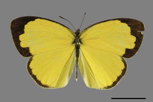 Eurema blanda arsakia[臺灣黃蝶][00101273]