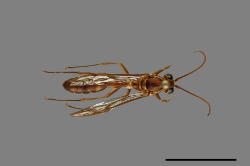 Parapolybia varia[變側異腹胡蜂][00078572]