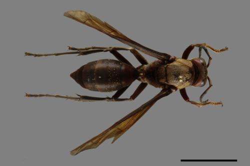 Polistes tenebricosus[赭褐長腳蜂][00116254]