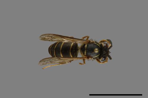 Vespula flaviceps[細黃胡蜂][00073208]