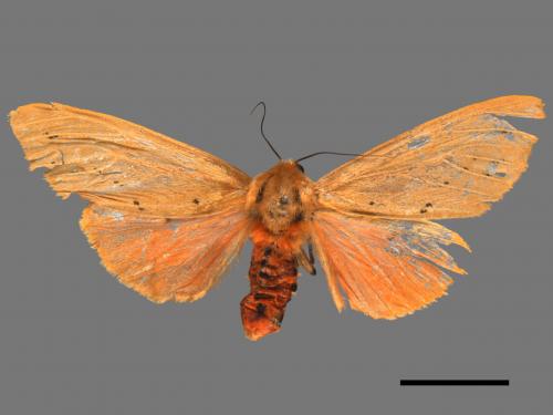 Spilarctia wilemani[褐赭污燈蛾][00044532]