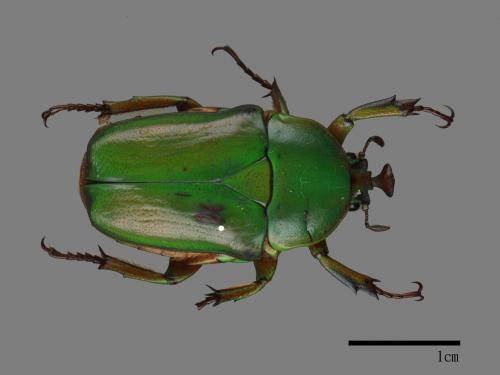 Trigonophorus rothschildii rarians[00081307]
