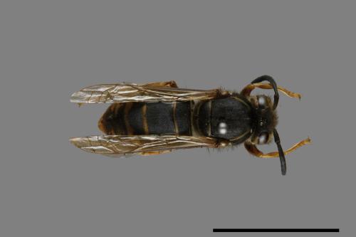 Vespula flaviceps[細黃胡蜂][00073137]