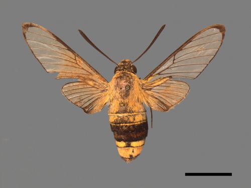 Cephonodes hylas[大透翅天蛾][00016876]