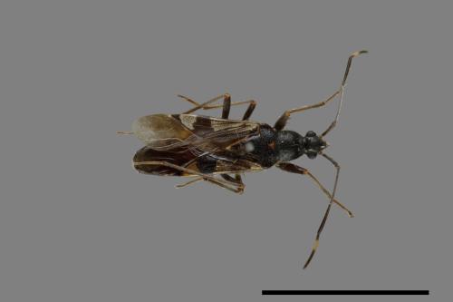 Metochus uniguttatus[00075256]