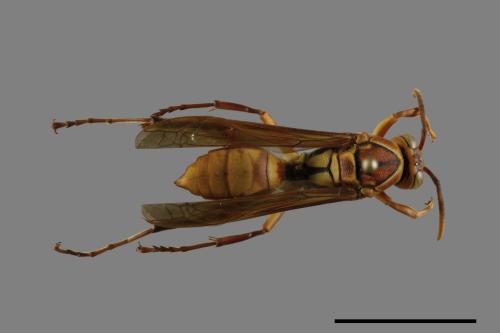 Polistes formosanus[00094684]