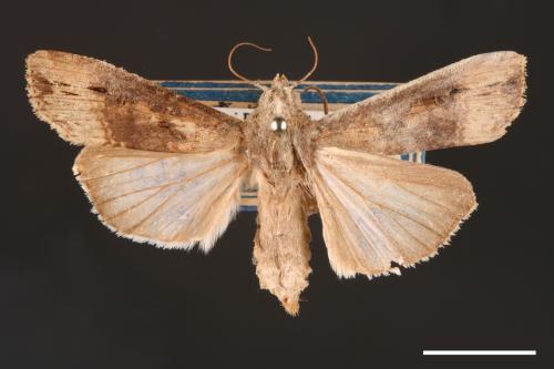 Agrotis ipsilon[小地老虎][00000679]