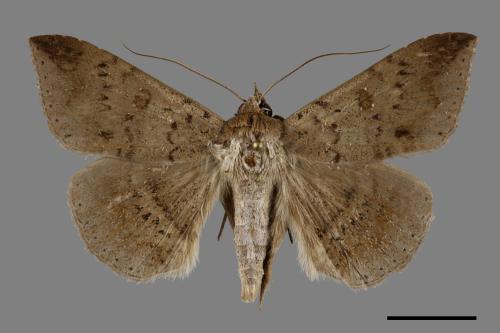 <已分類>Genus：Erebus[00100333]
