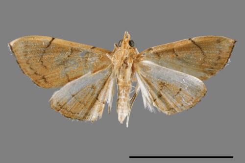 <已分類>Family：Crambidae[草螟科][00056187]