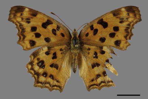 Polygonia c-aureum lunulata[黃蛺蝶][00101317]