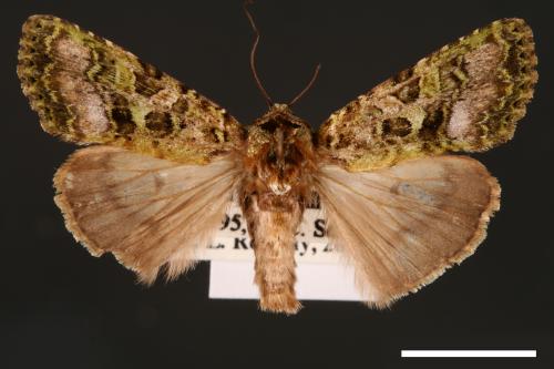 Euplexidia angusta[00001931]