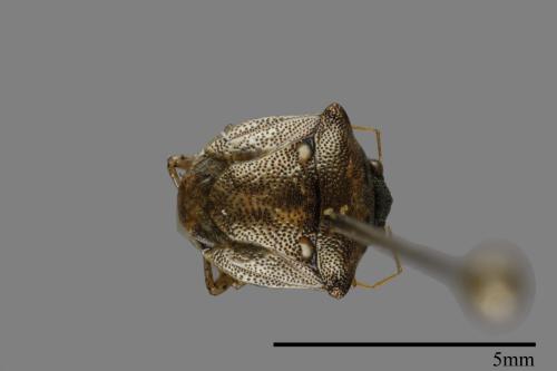 Eysarcoris guttigerus[00094465]