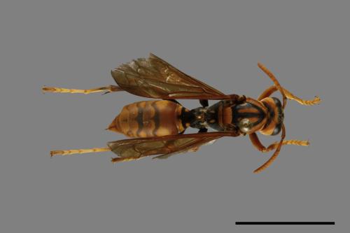 Polistes jokahamae[果馬蜂][00072836]