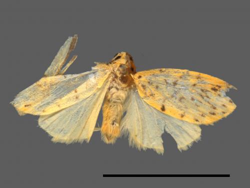 Asura alikangiae[關山豔苔蛾][00038345]
